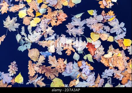 Different colorful fallen leaves on the surface of dark water. Natural background from autumn leaves Stock Photo