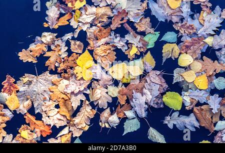Different colorful fallen leaves on the surface of dark water. Natural background from autumn leaves Stock Photo