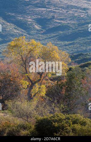 A bright fall cottonwood tree rising up above the surrounding evergreens and sycamores in its vicinity in the foothills of the New River Mountains. Ag Stock Photo
