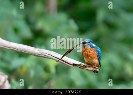 Eurasian kingfisher (Alcedo atthis) caught a leaf instead of a fish. Stock Photo