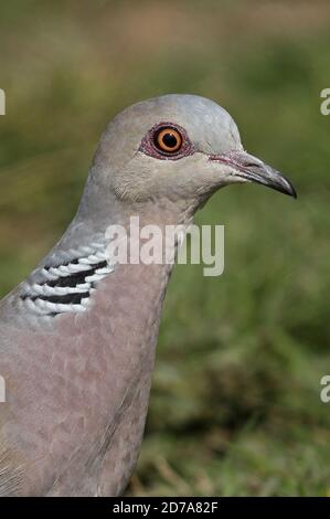 European Turtle-dove (Streptopelia turtur turtur) close up of head  Eccles-on-Sea, Norfolk, UK         June Stock Photo