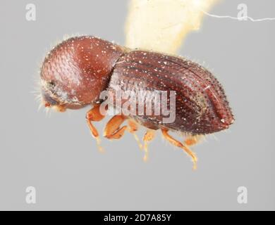 Pinned, Fort Clayton, Canal Zone, Panama, Xyleborus incultus Wood, 1975, Animalia, Arthropoda, Insecta, Coleoptera, Curculionidae, Scolytinae Stock Photo