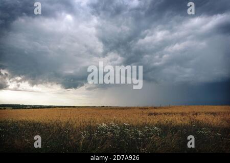 Ominous clouds in overcast sky over the ripe wheat agricultural field.