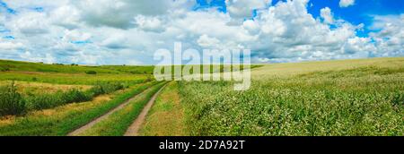 Panorama of country road and flowering white flowers of buckwheat growing in agricultural field on a background of blue sky with beautiful clouds Stock Photo