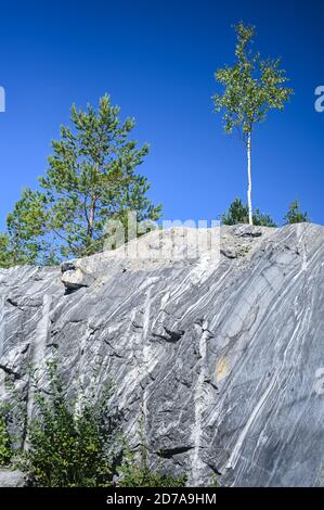Rock cut raw surface of white and grey marble in the natural environment with trees and blue sky. Blue marble career texture. Background stone, industrial material for buildings and interior. Stock Photo