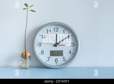 Image showing clock and Avocado seed/stone growing in water on home shelf. Stock Photo