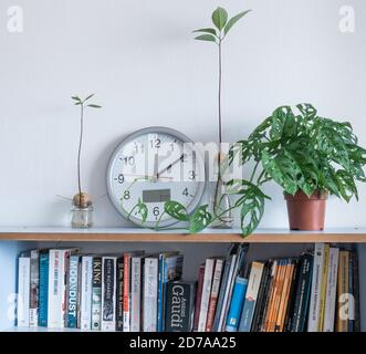 Image showing clock, Avocado seed/stones growing in water and Monstera Adansonii (Swiss cheese plant) on home shelf. Stock Photo