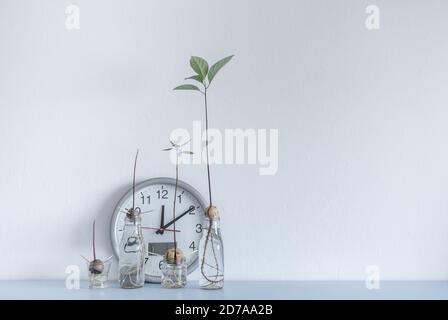 Image showing clock and Avocado seed/stone growing in water on home shelf. Stock Photo