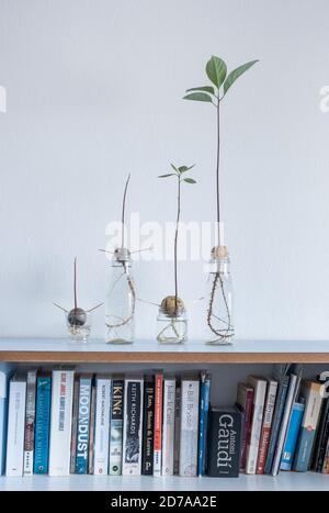 Image showing different stages of Avocado seed/stones growing in water on home shelf. Stock Photo