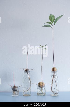 Image showing different stages of Avocado seed/stones growing in water on home shelf. Stock Photo