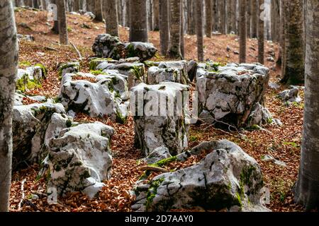 Limestone sedimentary rocks. Karst phenomena. Dry leaves of beech in autumn. Cansiglio forest in autumn season. Prealpi Venete. Veneto. Italy. Europe. Stock Photo