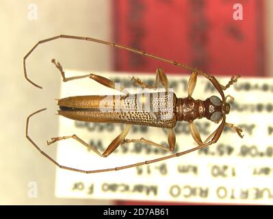 Maricao, Puerto Rico, United States, Microvelia tateiana Drake, 1951 ...