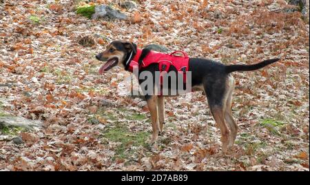 Shot of a cute dog in nature Stock Photo