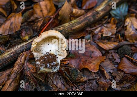 Hydnum repandum, commonly known as the sweet tooth, wood hedgehog or hedgehog mushroom, is a basidiomycete fungus of the family Hydnaceae Stock Photo