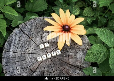 Word be happy of wooden alphabet beads on a tree stump surface in the forest. Stock Photo