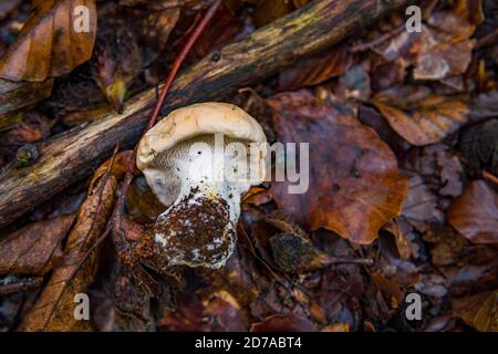 Hydnum repandum, commonly known as the sweet tooth, wood hedgehog or hedgehog mushroom, is a basidiomycete fungus of the family Hydnaceae Stock Photo