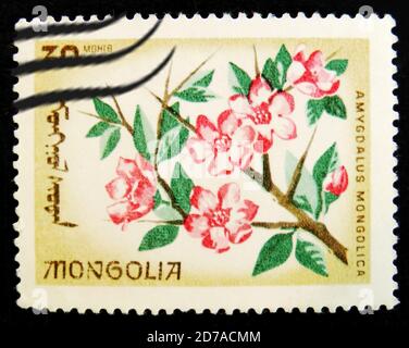 MOSCOW, RUSSIA - APRIL 2, 2017: A post stamp printed in Mongolia shows blooming Almond flower (Amygdalus mongolica), circa 1966 Stock Photo