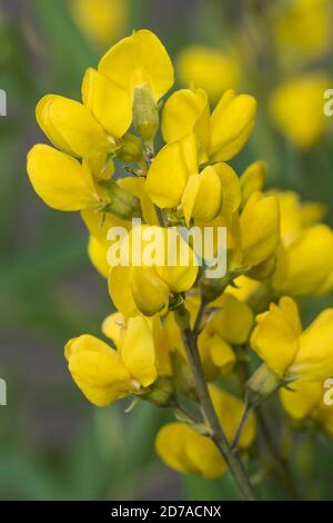 Mountain Goldenbanner (Thermopsis montana), Wildflower, Rocky Mountains, CO, USA, by Bruce Montagne/Dembinsky Photo Assoc Stock Photo