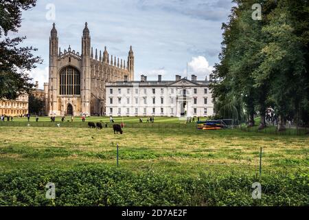 Kings College from the backs Cambridge showing cows in pasture in the foreground meadows Stock Photo