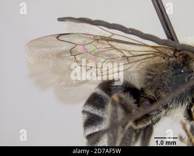 Pinned, Zamorano, Honduras, Francisco Morazan, Honduras, Melissodes flavifasciatus Cockerell, 1949, Animalia, Arthropoda, Insecta, Hymenoptera, Apidae Stock Photo