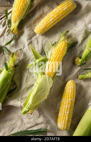 Raw Organic Sweet Corn on the Cob Ready to Cook Stock Photo