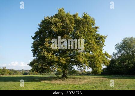 View of mature English oak tree (Quercus robur), also called common oak, pedunculate oak, European oak, in parkland, Surrey, UK Stock Photo