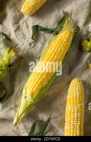 Raw Organic Sweet Corn on the Cob Ready to Cook Stock Photo