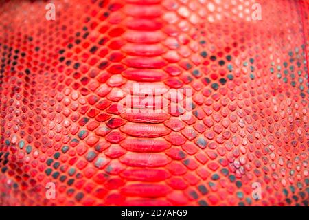 Trendy natural red snake python skin surface texture close up. Can be used for background and wallpaper Stock Photo