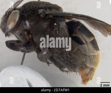 Pinned, Zamorano, Honduras, Francisco Morazan, Honduras, Epicharis zamoranensis Cockerell, 1949, Animalia, Arthropoda, Insecta, Hymenoptera, Apidae Stock Photo