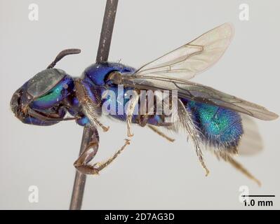 Pinned, Zamorano, Honduras, Francisco Morazan, Honduras, Ceratina regalimimus Cockerell, 1949, Animalia, Arthropoda, Insecta, Hymenoptera, Apidae Stock Photo