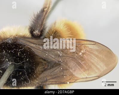 Pinned, Meadow Valley, Mexico, Bombus nigrodorsalis Franklin, 1907, Animalia, Arthropoda, Insecta, Hymenoptera, Apidae Stock Photo