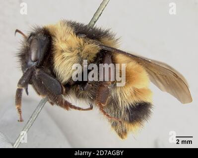 Pinned, Meadow Valley, Mexico, Bombus nigrodorsalis laticollis Franklin, 1907, Animalia, Arthropoda, Insecta, Hymenoptera, Apidae Stock Photo