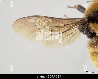Pinned, Meadow Valley, Sonora, Mexico, Bombus sonomae Howard, 1901, Animalia, Arthropoda, Insecta, Hymenoptera, Apidae Stock Photo
