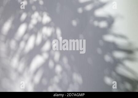 Abstract background of shadows palm leaves on textured light wall. Place for text. Stock Photo