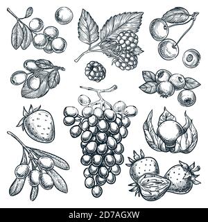 Ripe berries collection isolated on white background. Hand drawn sketch vector illustration of raspberry, blueberry, strawberry, cranberry, grape and Stock Vector