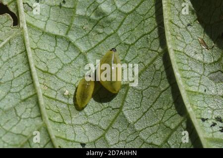 Larvae of Cionus weevils, family Curculionidae on Common figwort (Scrophularia nodosa). Summer, July, Netherlands Stock Photo