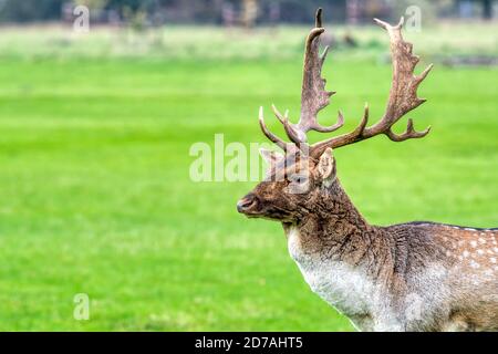 A fallow deer buck, Dama dama, at Holkham in north Norfolk.