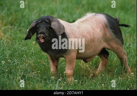 BASQUE PIG, A FRENCH BREED Stock Photo