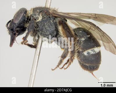 Imugin, N. Viscaya, Nueva Vizcaya, Philippines, Tricentrus fascipennis ...