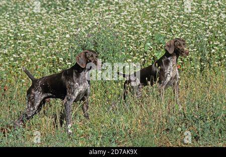 GERMAN SHORT-HAIRED POINTER, ADULTS IN LONG GRASS Stock Photo