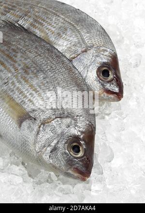 FERSH GILTHEAD BREAM ON ICE Stock Photo