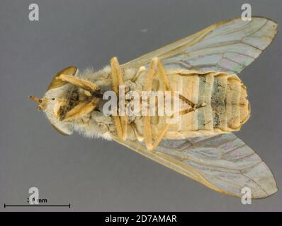 Dolomite, Tooele, Utah, United States, Promachus truquii Bellardi, 1861 ...