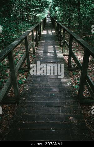Wooden footpath leads through bushes and swampland in the forest Stock Photo