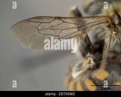 Pinned, Zamorano, Honduras, Francisco Morazan, Honduras, Anthidium zamoranicum Cockerell, 1949, Animalia, Arthropoda, Insecta, Hymenoptera, Megachilidae Stock Photo