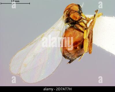 Cave Junction, Josephine, Oregon, United States, Andricus albicomus Weld, 1952, Animalia, Arthropoda, Insecta, Hymenoptera, Cynipidae, Cynipinae Stock Photo