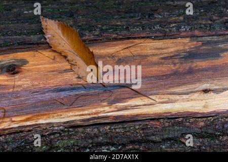 autumnal themed leaf on old log typical of the autumn season Stock Photo