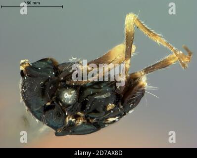 Muir Inlet, Hoonah-Angoon, Alaska, United States, Elachistus glacialis Ashmead, 1902, Animalia, Arthropoda, Insecta, Hymenoptera, Eulophidae