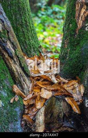 autumn leaves in joint of branches on green mossy covered tree, autumnal woodland with colourful leaves resting in 'v' of tree trunks and branches. Stock Photo