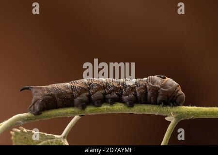 elephant hawk moth on green plant macro photography Stock Photo