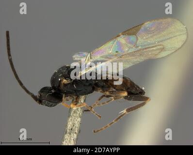 Muir Inlet, Hoonah-Angoon, Alaska, United States, Protapanteles glacialis Ashmead, Animalia, Arthropoda, Insecta, Hymenoptera, Braconidae